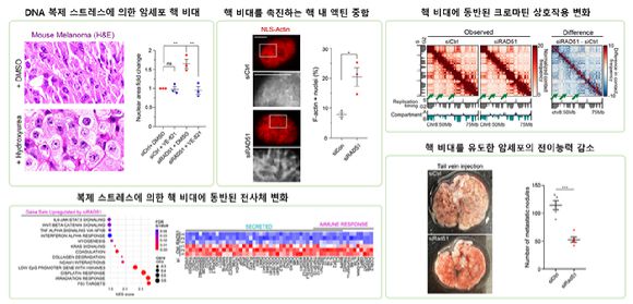 암세포 핵 비대현상이 암 전이를 억제할 수 있다는 연구결과가 나왔다. [사진=KAIST]