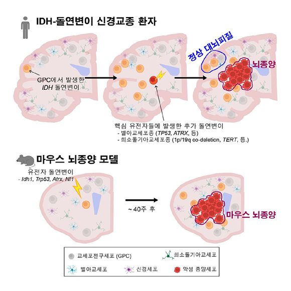 국내 연구팀이 정상 대뇌 피질 교세포전구세포에서 시작되는 IDH 유전자 돌연변이와 추가 유전자 변이에 따른 악성 뇌종양 발생 과정을 규명했다. [사진=KAIST]