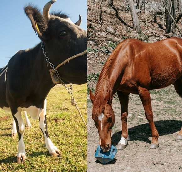 소의 발굽과 말의 발굽 [사진=픽셀스]