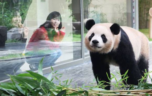 용인 에버랜드 판다 루이바오. [사진=연합뉴스]