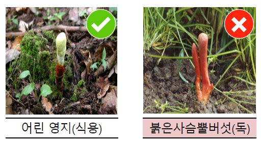 식용인 '어린 영지'와 독버섯인 '붉은사슴뿔버섯' 비교 사진/ 농총진흥청
