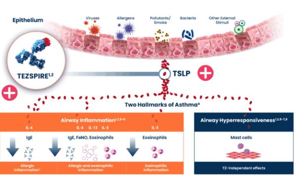 테즈파이어 작용기전 /(주)한국아스트라제네카