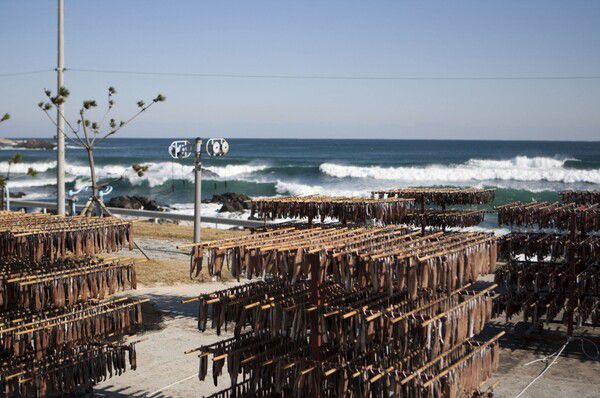 구룡포 덕장에서 과메기가 해풍에 건조되고 있는 포항의 겨울 풍경. 사진=포항시청(포인트경제)