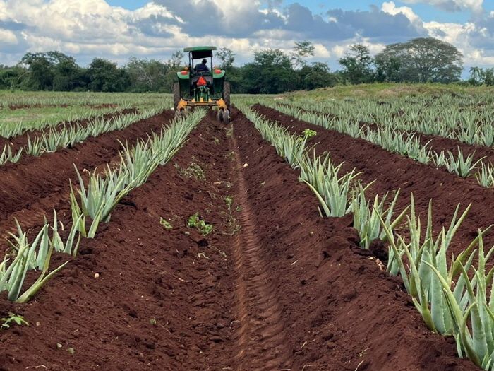 멕시코 세비아 알로에 농장.