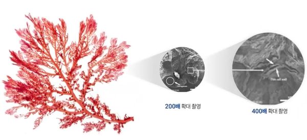 홍조류 나노셀룰로오스(이미지=아라메소재 제공)