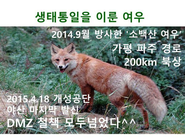 북으로간 여우-생태통일을 이룬 여우 (사진=SDG뉴스 배병호 기자)