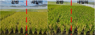 ‘감탄’ 초형 (좌 : 비료 50% 재배 , 우 비료 100% 재배)(자료=농진청 제공)