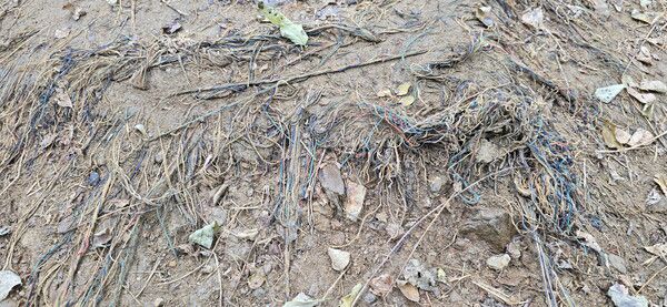 국립현충원 둘레길의 야자매트는 분해되고 합성섬유가 노출돼 산길은 걷기에 위험하고 보기에도 흉물스럽게 방치됐다.(사진=SDG뉴스)