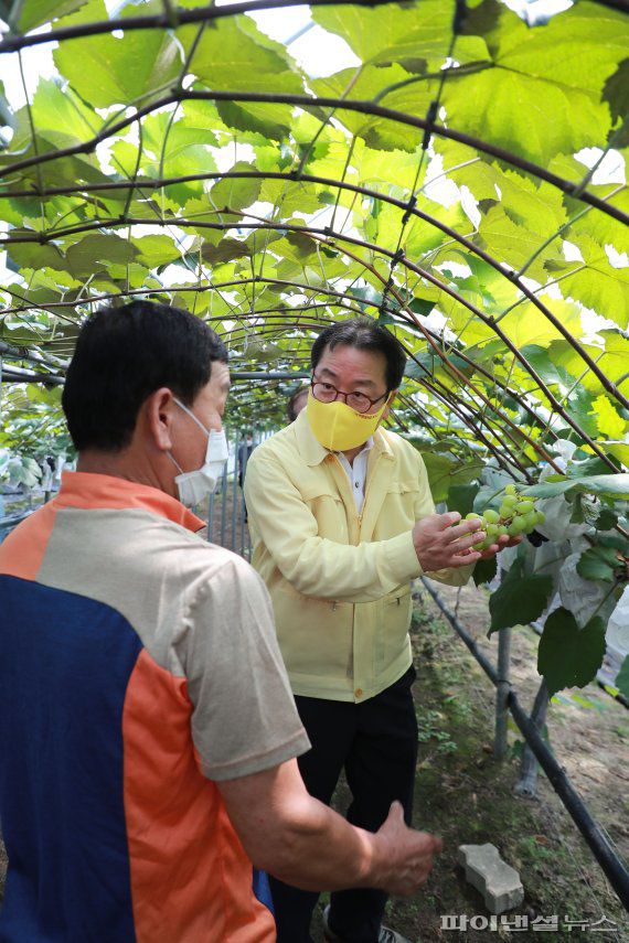 조광한 남양주시장 26일 태풍 바비에 대비해 관내 포도농장 안전점검. 사진제공=남양주시