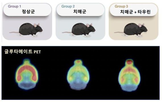 정상군, 알츠하이머 치매군, 알츠하이머 치매군+타우린 투여군에서 글루타메이트에 결합하는 방사성의약품을 알츠하이머병 쥐에 주사한 후 양전자방출단층촬영술(PET)을 시행한 결과, 타우린을 투여한 치매 쥐는 글루타메이트의 방사성의약품 흡수가 투여하지 않은 쥐보다 31∼40% 높았고, 정상쥐보다는 3∼14% 낮아지는 것을 확인했다. 원자력의학원 제공