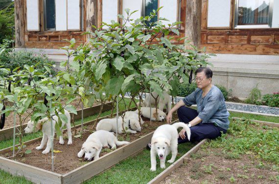 문재인 대통령이 북한이 선물해 준 풍산개 새끼들과 청와대 관저에서 시간을 보내고 있다. /사진=문재인 대통령 페이스북