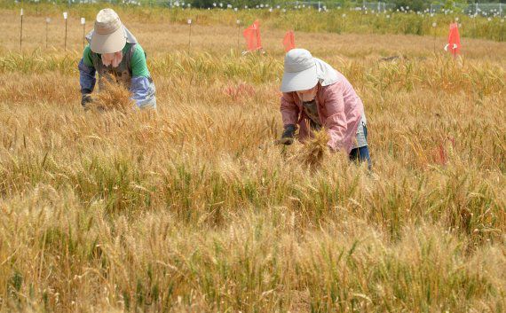 [완주=뉴시스] 김얼 기자 = 우리밀 수확 모습. 2020.06.05.