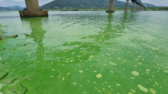 낙동강 녹조의 모습. /사진=뉴시스