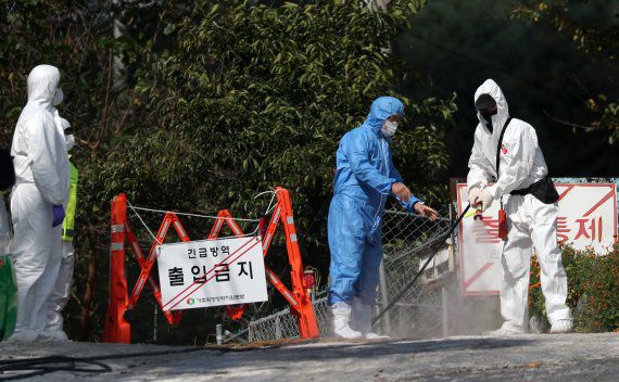20일 강원 춘천시의 한 양돈농가에서 아프리카돼지열병(ASF)이 발생해 방역 당국 관계자가 소독 작업을 하고 있다. 이 농장은 전날 ASF가 발생한 농장과 5.3km 떨어져 있다. 방역 당국은 긴급 이동 제한 조치와 함께 정밀 역학조사를 진행하고 있다. 연합