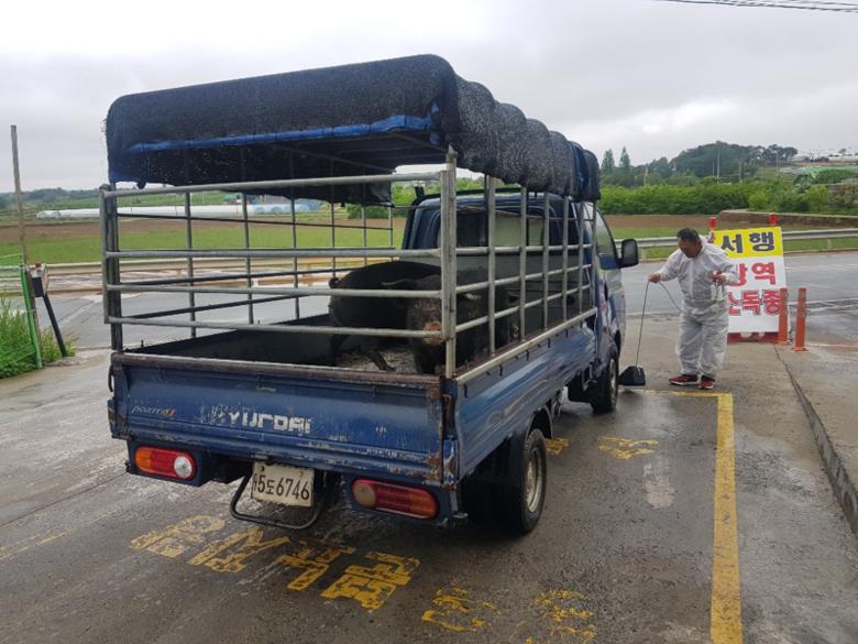 전남도가 '아프리카돼지열병 청정지역' 사수를 위해 아프리카돼지열병 유입 차단에 총력을 쏟고 있다. 사진은 거점시설 차량 소독 모습. 사진=전남도 제공