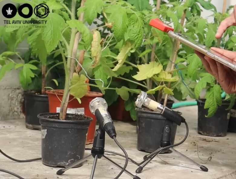 [서울=뉴시스] 이스라엘 식물학 연구팀은 최근 식물이 특정 상황에서 인간이 들을 수 없는 고주파를 내뿜는다는 연구 결과를 내놓았다 (사진출처: 텔아비브 대학 영상자료 갈무리) 2023.03.31. *재판매 및 DB 금지 /사진=뉴시스