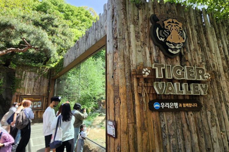 우리은행과 함께하는 에버랜드 내 한국 호랑이 서식지인 '타이거 밸리' 의 전경 모습. 우리은행제공