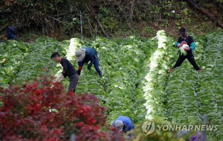 단풍 즐길 여유 없어요 (홍천=연합뉴스) 유형재 기자 = 3일 강원 홍천군 내면 고랭지 밭에서 외국인 노동자들이 비가 내리는 가운데 배추 수확을 서두르고 있다. 2022.10.3 yoo21@yna.co.kr (끝) /사진=연합뉴스