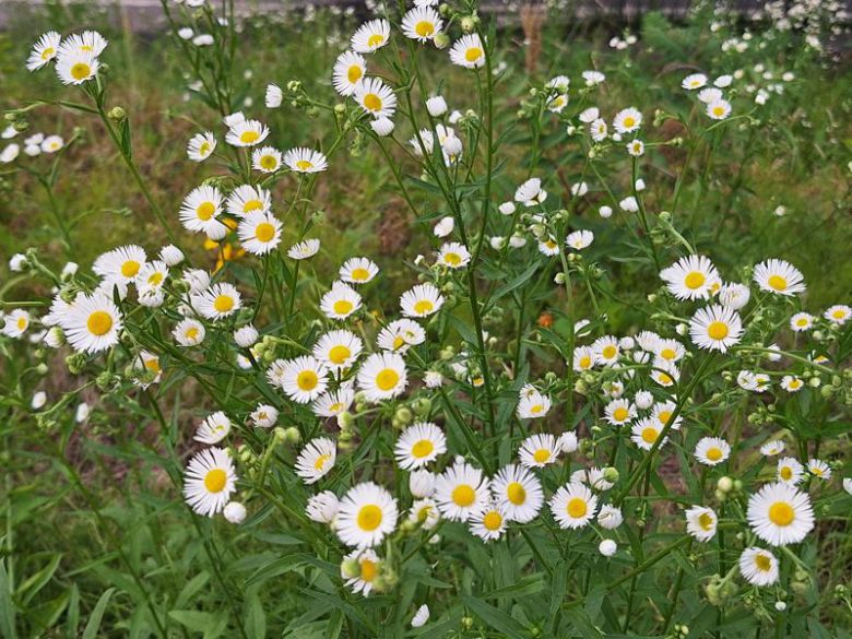 갤럭시퀀텀4로 찍은 한강 하천에 피어난 꽃. 사진=구자윤 기자