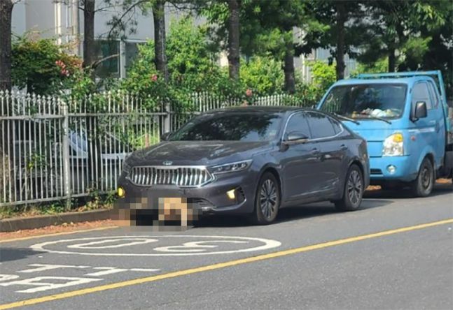 차량 앞범퍼에 끼인 고라니 사체. 온라인 커뮤니티 캡처