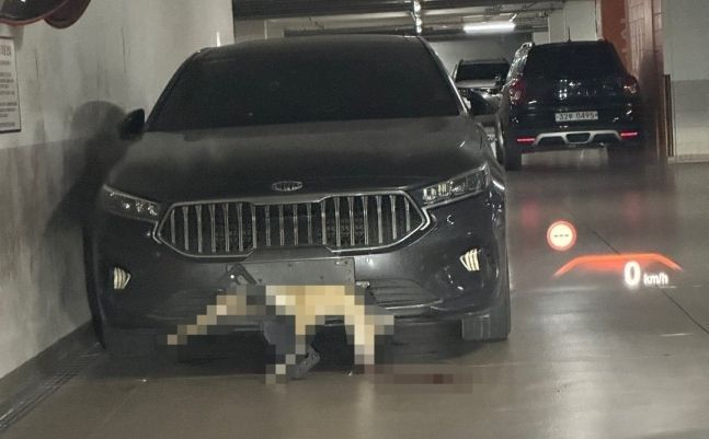 차량 앞범퍼에 끼인 고라니 사체. 온라인 커뮤니티 캡처