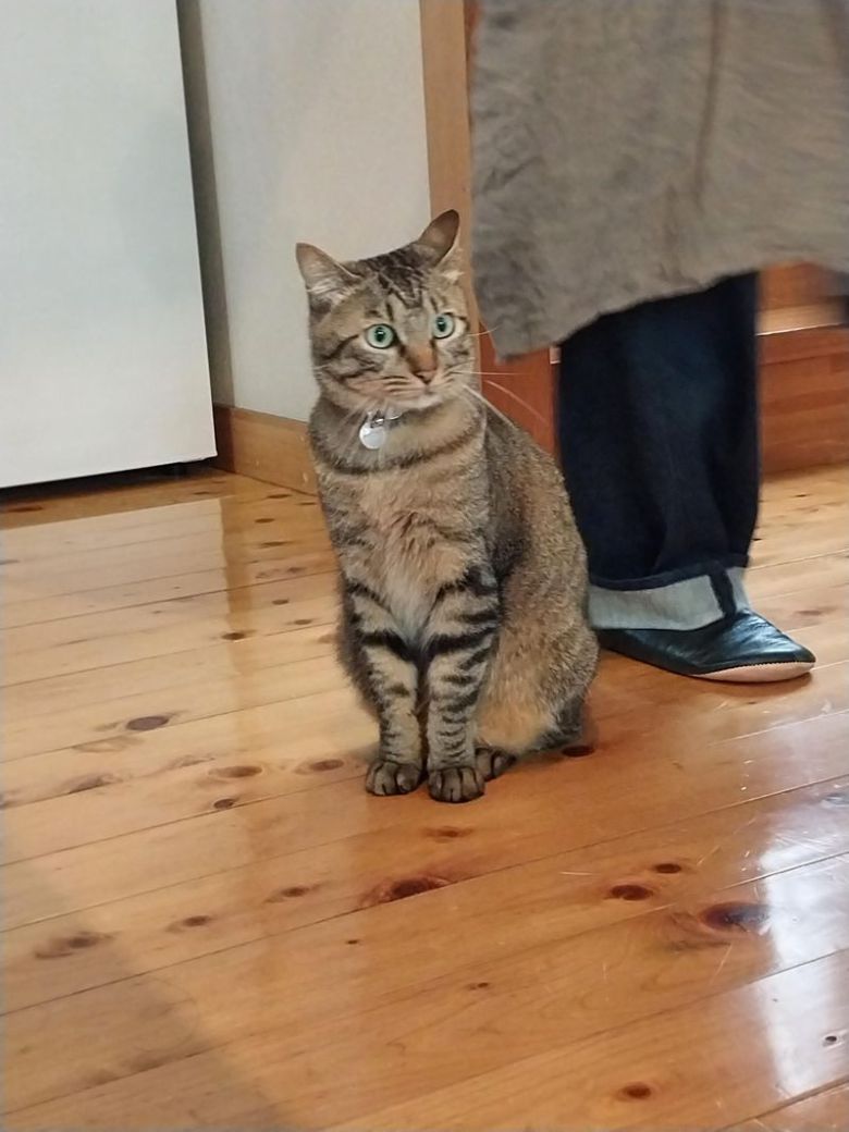 아이미 올라 하우스의 마스코트 고양이 사보이 군 / 사진=이환주 기자