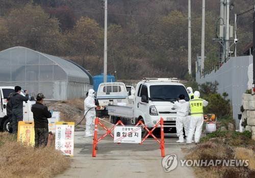 철원 양돈농가서 지난 7월18일 아프리카 돼지열병이 발생한 지 한달여만에 이동제한 방역조치가 23일 해제됐다. 연합뉴스