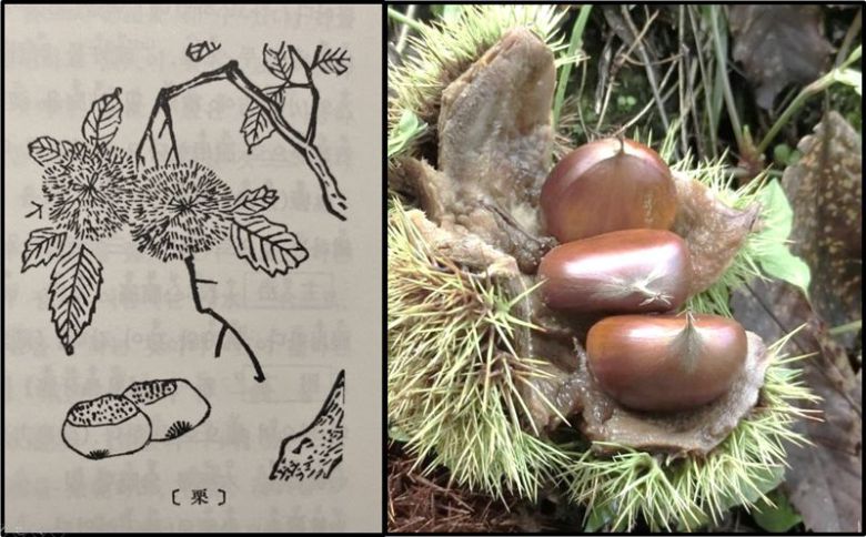<본초강목>에 그려진 율(栗, 밤)(왼쪽)과 가을 밤나무에서 다 익어서 저절로 떨어진 생밤의 모습
