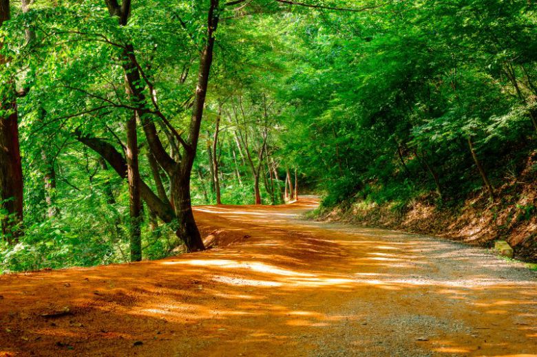 계족산 장동산림욕장 입구부터 시작되는 순환임도 14.5㎞ 구간에 질 좋은 황토 2만여t을 투입해 조성한 계족산황톳길은 '맨발 걷기' 명소로 각광받고 있다.