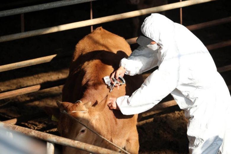 럼피스킨병 백신 접종 자료사진.