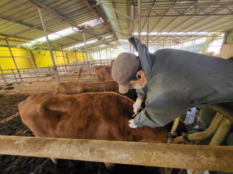 전남도는 럼피스킨 백신 71만 마리분을 공급해 도내 전체 소 67만 마리에 대한 긴급 백신 일제접종을 모두 끝마쳤다고 7일 밝혔다. 전남도 제공