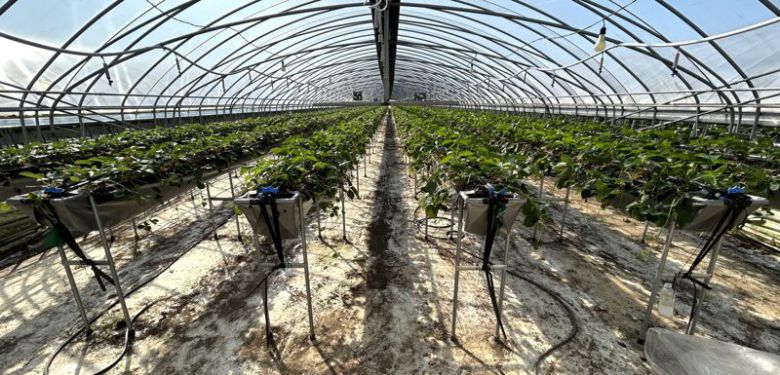 전남도가 농·어업인의 소득 증대와 농어촌 경제 활성화를 위해 2024년 농어촌진흥기금 사업비 500억원을 연이율 1% 저금리로 융자 지원한다. 사진은 농어촌진흥기금을 활용한 시설하우스 모습. 전남도 제공