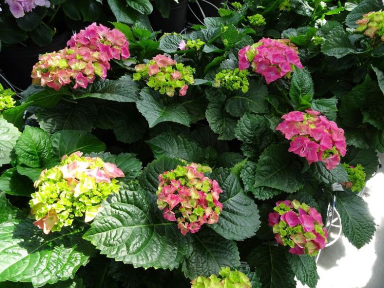 전남 순천시는 국가정원표 순천수국 '가든 컬렉션 레드'<사진> 신품종을 개발해 국립종자원의 품종보호 등록 절차를 완료했다고 6일 밝혔다. 순천시 제공