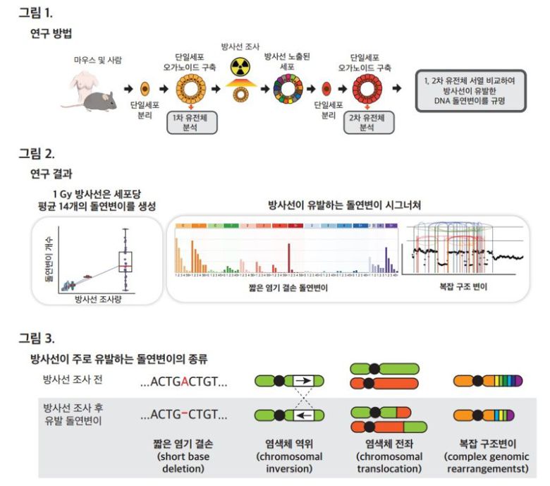 연구 모식도. 동남권원자력의학원 제공