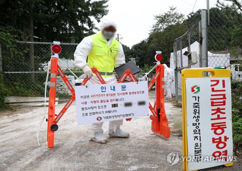 화천 양돈농가서 ASF 발생…긴급 방역 중 (화천=연합뉴스) 양지웅 기자 = 26일 오전 강원 화천군의 한 양돈농가에서 아프리카돼지열병(ASF)이 발생해 방역 당국 관계자가 입구를 통제하고 있다. 2023.9.26 yangdoo@yna.co.kr (끝) /사진=연합뉴스