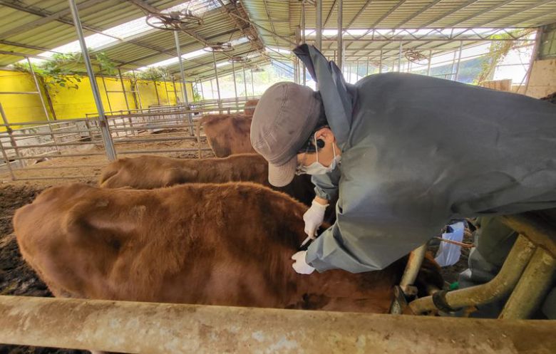 전남도가 럼피스킨을 전파하는 파리 등 매개곤충의 본격 활동기를 앞두고 오는 4월 1일부터 럼피스킨 백신 일제접종을 시작한다. 전남도 제공