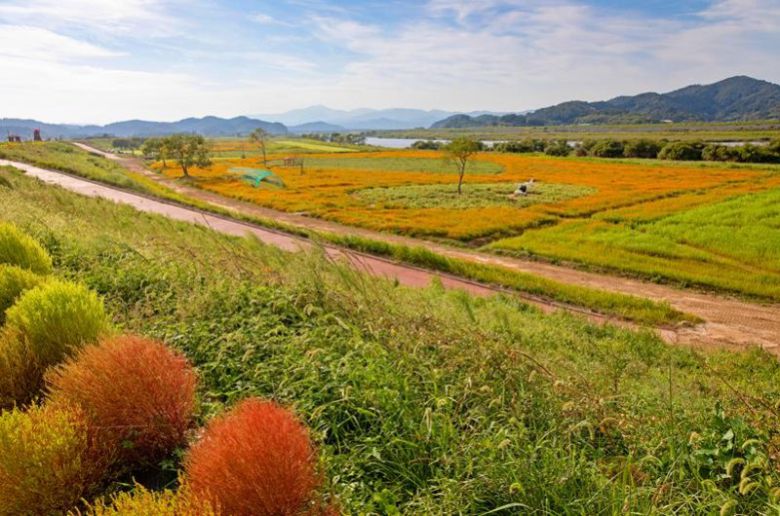 경남 함안 남강 악양 둑방길과 꽃밭 조성지.                                       1970년경 함안면과 가야면 지형도 함안군·이민부 교수 제공