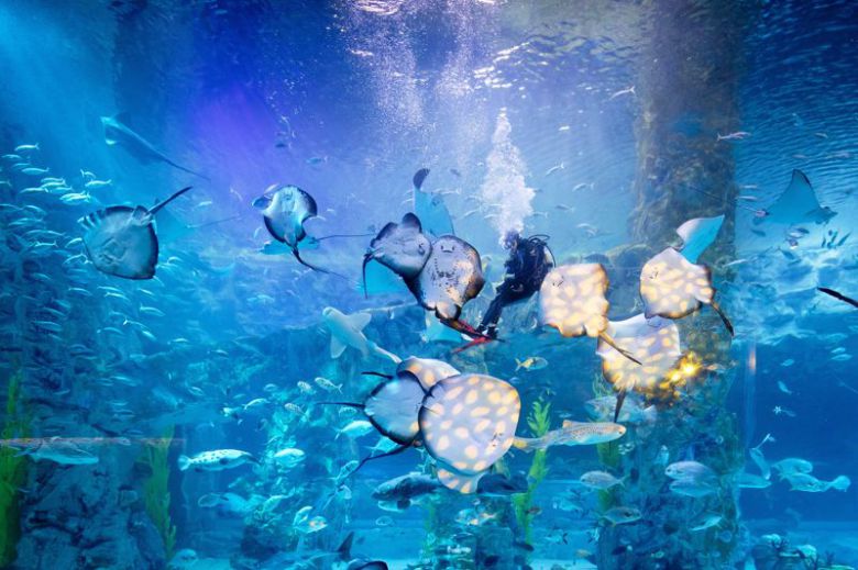 롯데월드 아쿠아리움 / 롯데월드 제공