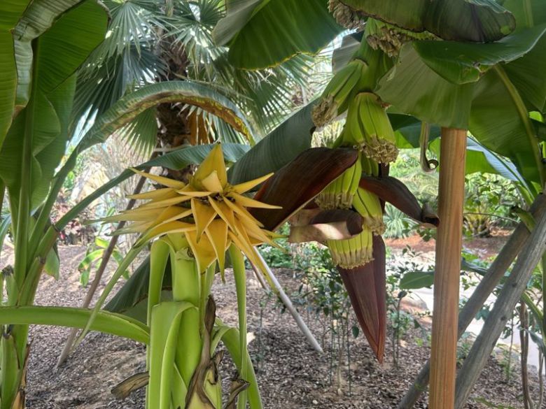 광주시립수목원은 개원 1년 만에 상서롭고 귀한 꽃으로 알려진 황금연꽃바나나꽃<사진>이 피었다고 4일 밝혔다. 광주시립수목원 제공