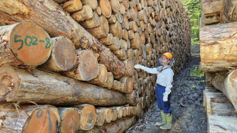 일본 임야청 홋카이도 임야관리국 직원이 신카이지역 임야청 관리산지에서 벌채한 목재를 살피고 있다. 사진=김원준 기자                                      일본 홋카이도 아사히카와시 신청사내 시의회 본회의장 모습. 천장과 벽을 꾸민 내장재와 가구·집기 등이 모두 지역에서 생산·가공된 목재들이다. 사진=김원준 기자