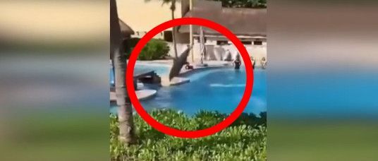 사진=인스타그램 urgentseas, 엑스 QuintanaRooNews