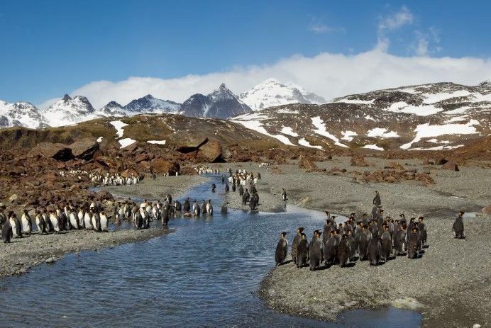 남극 사우스조지아 사우스샌드위치 제도에 킹펭귄들이 모여 있다. 워싱턴포스트 홈페이지 갈무리 뉴시스