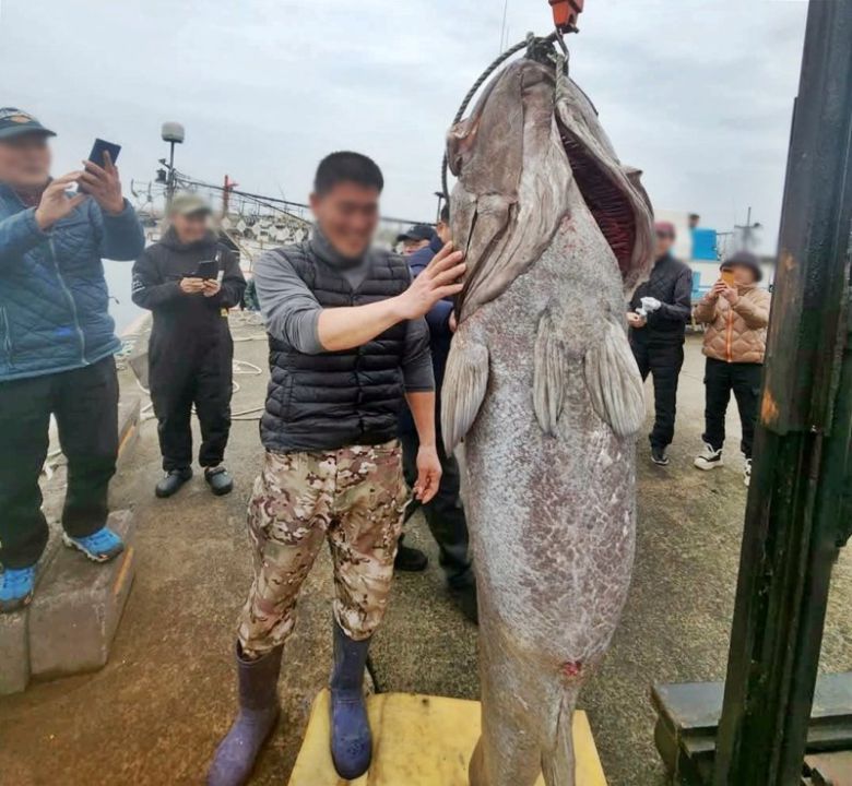 [제주=뉴시스] 지난 16일 제주시 해상에서 몸길이 183㎝·무게 140㎏ 대형 돗돔이 낚시어선에 의해 잡혔다. 이날 오전 제주 한 포구에서 돗돔을 잡은 낚시어선 선장과 돗돔. (사진=독자 제공) 2025.02.18. photo@newsis.com /사진=뉴시스