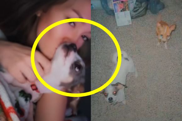 자칭 ‘개 엄마’라며 반려견과의 일상을 사회관계망서비스(SNS)를 통해 게시해온 미국 플로리다주에 거주하는 인플루언서 로건 구민스키(27)가 반려견을 성적으로 학대하는 모습을 촬영해 공유한 혐의로 경찰에 체포됐다. 사진=구민스키 인스타그램 캡처