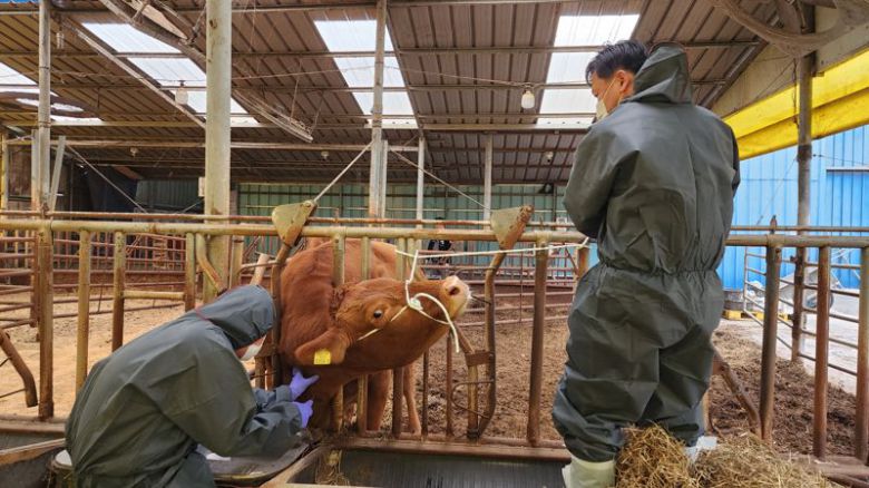 전남도동물위생시험소는 소 럼피스킨 매개곤충 활동이 4월 시작됨에 따라 백신 항체 모니터링, 농장 내 바이러스 감염 개체 조기 검출, 바이러스 부재 증명을 위한 상시 예찰 검사 등을 추진한다고 11일 밝혔다. 사진은 럼피스킨 바이러스 검사 모습. 전남도동물위생시험소 제공