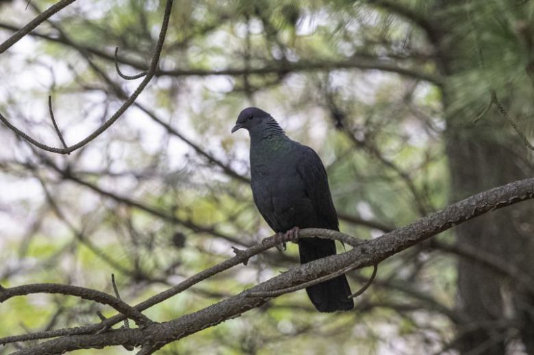 울산 동구 해안가에서 촬영된 멸종위기 2급 흑비둘기. 납막이 매우 작고 보라색과 녹색의 광택이 난다. 사진 홍승민
