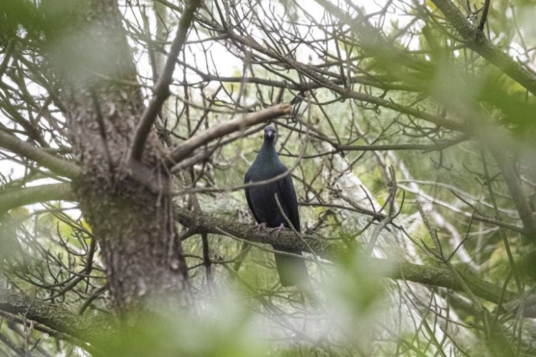 멸종위기 2급 흑비둘기. 울산 동구. 사진 홍승민