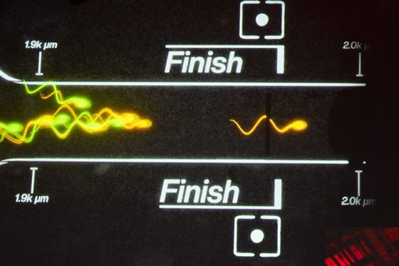 지난 25일(현지시간) 미국 로스앤젤레스(LA)에서 열린 정자 경주 대회를 시각화한 영상. AFP=연합뉴스