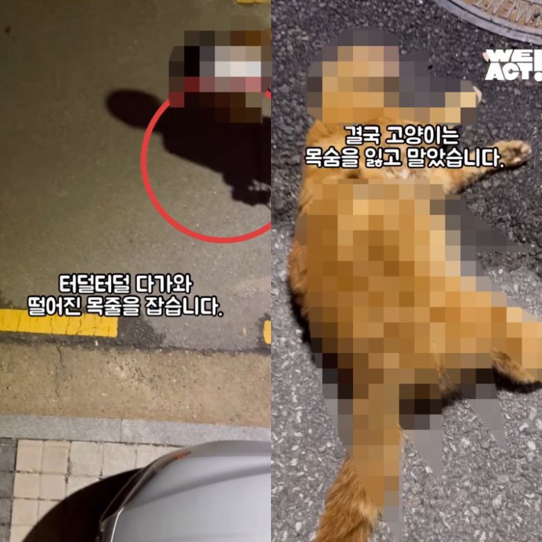[서울=뉴시스] 25일 동물구조단체 위액트는 지난 23일 오전 1시께 발생한 개 물림 사고 영상을 게재했다. (사진= 위액트 인스타그램 갈무리 ) 2025.04.27. photo@newsis.com *재판매 및 DB 금지 /사진=뉴시스
