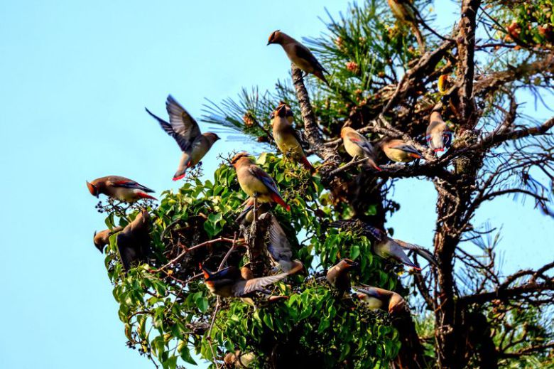 홍여새. 사진 윤기득(사진작가·시민생물학자)                                    홍여새. 사진 윤기득(사진작가·시민생물학자)